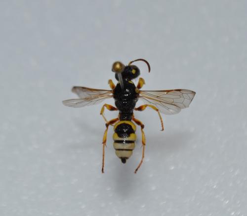 Cerceris lunata
